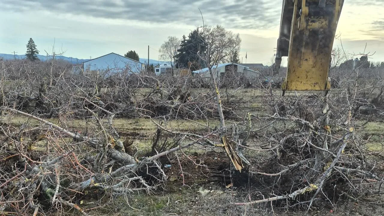 Excavator bucket over pulled apple trees in an orchard being cleared, excavation