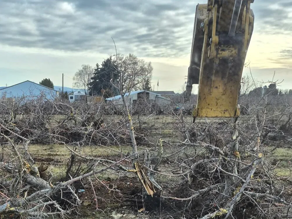 Excavator bucket above pulled trees and dug up roots in a field, mass excavation