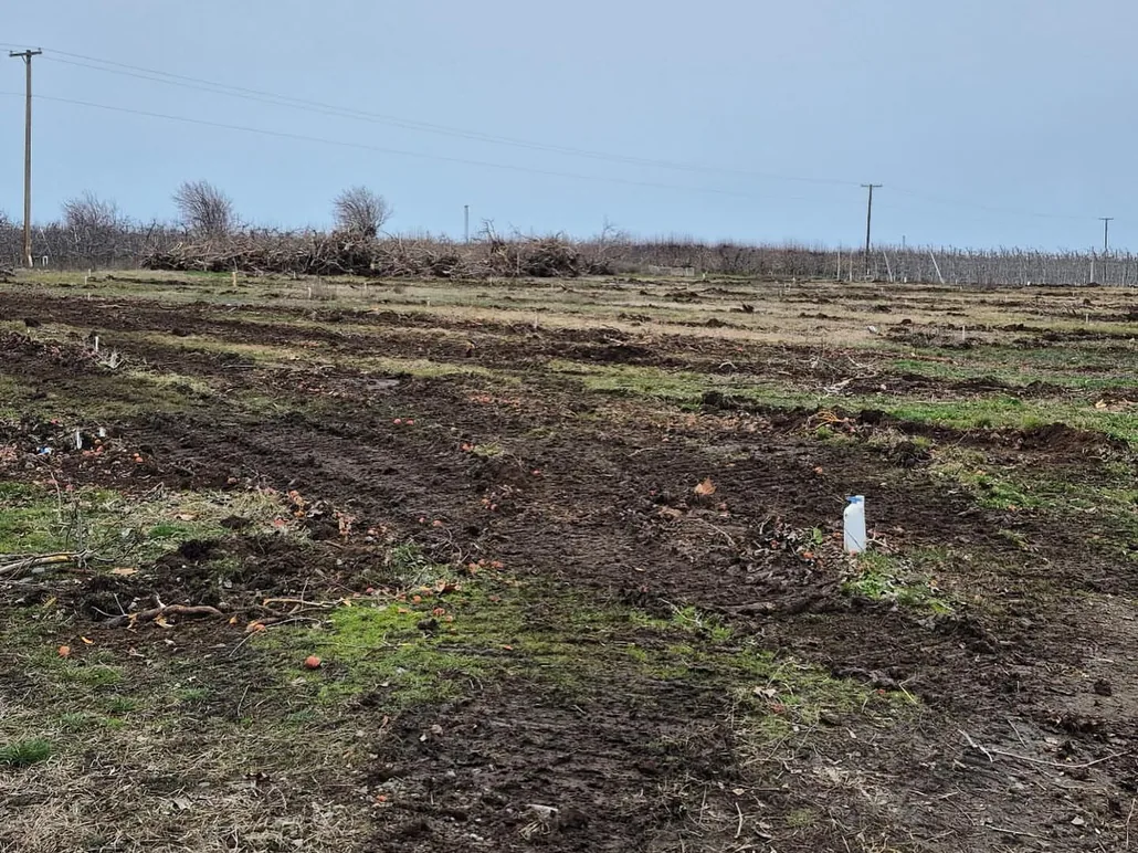 Cleared orchard ground with piles of pulled trees at the far edge, orchard removal
