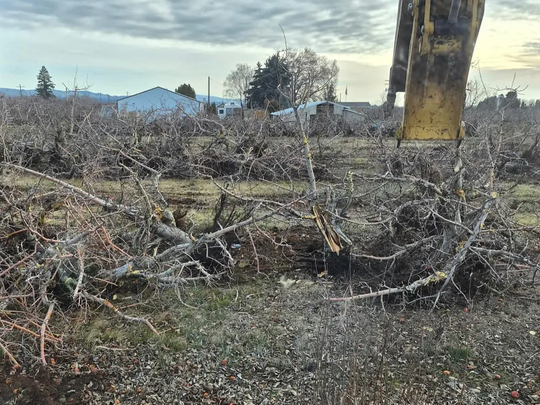Excavator bucket over pulled apple trees and roots, orchard removal