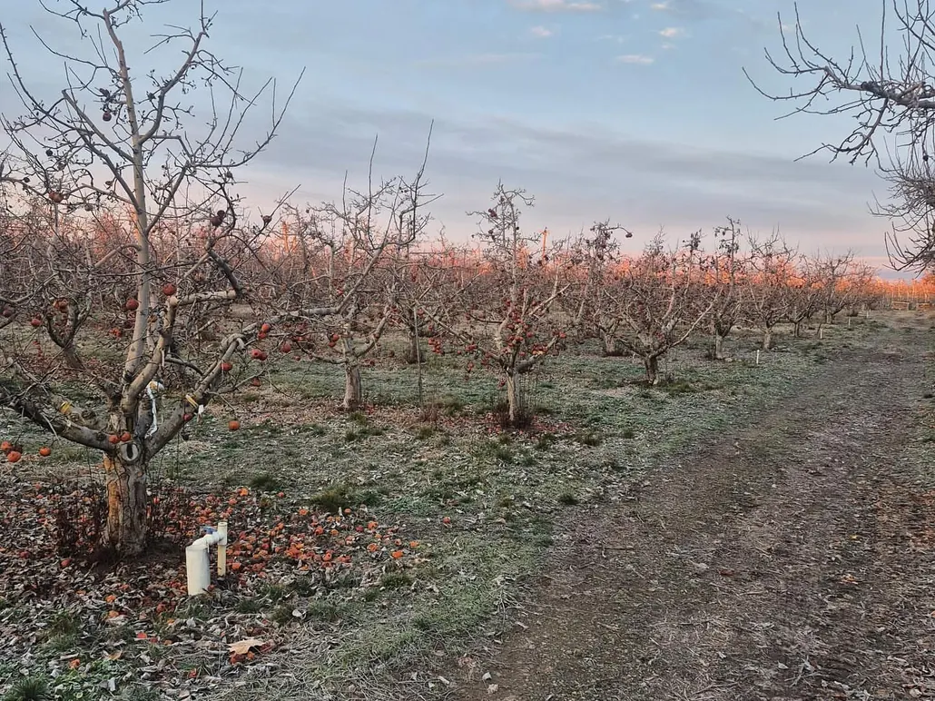 Rows of old apple trees before removal, orchard removal