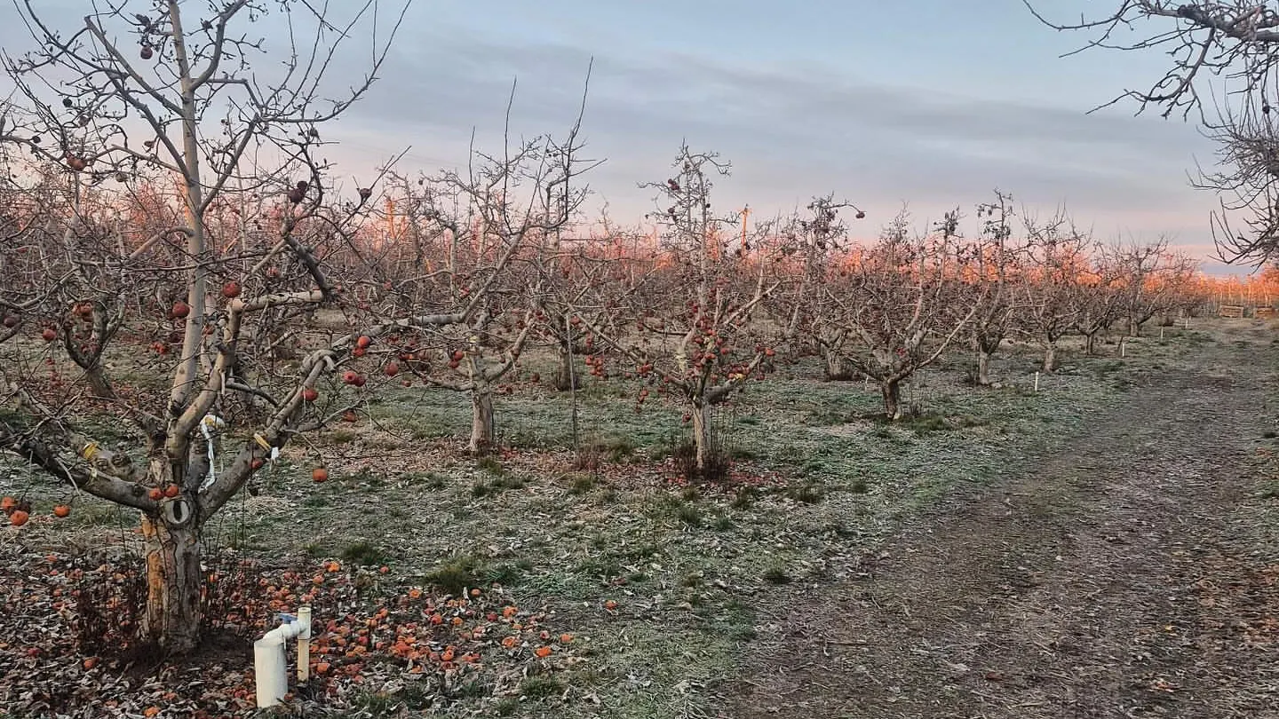 Old apple orchard rows under an evening sky, orchard removal